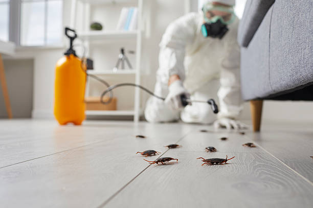 Affordable Termite Control solutions in Oakwood, IL